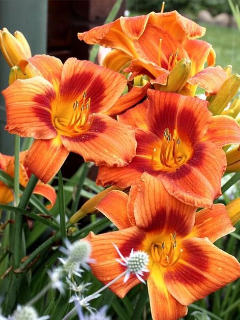Taglilien Hemerocallis holiday delight