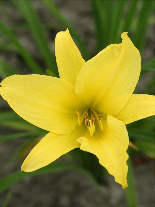 Taglilien Hemerocallis hyperion