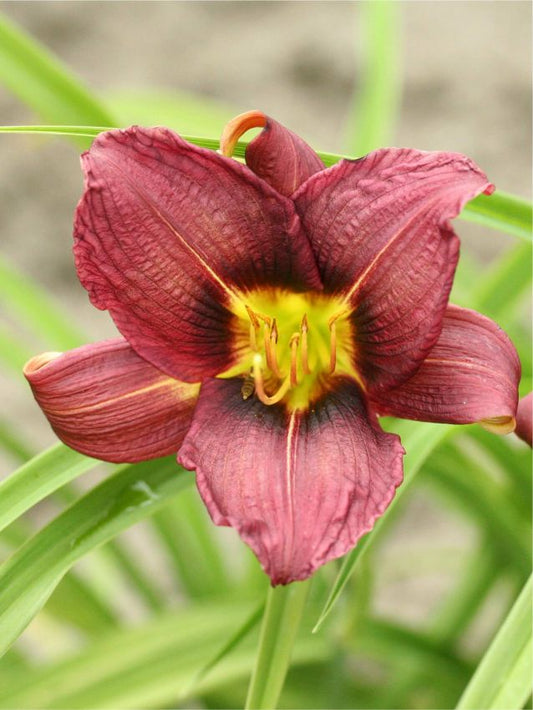 Taglilien Hemerocallis jockey club