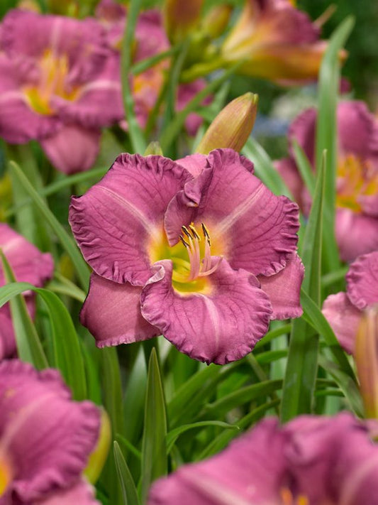 Taglilien Hemerocallis little grapette