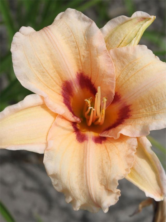 Taglilien Hemerocallis lynn hall