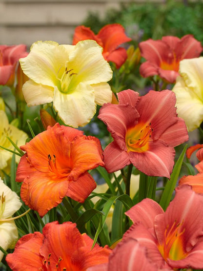 Taglilien Hemerocallis mischung