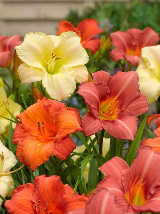 Taglilien Hemerocallis mischung