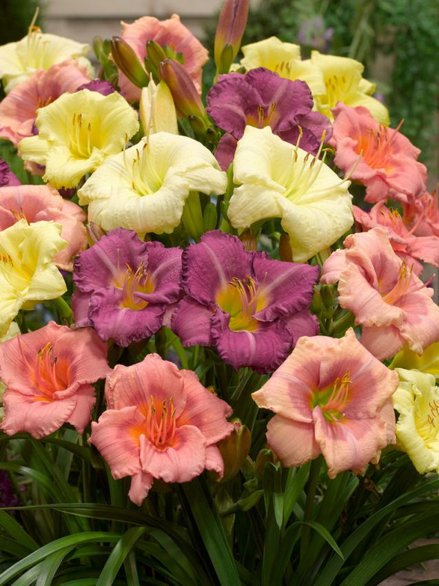 Hemerocallis 'Mischung' - Taglilie