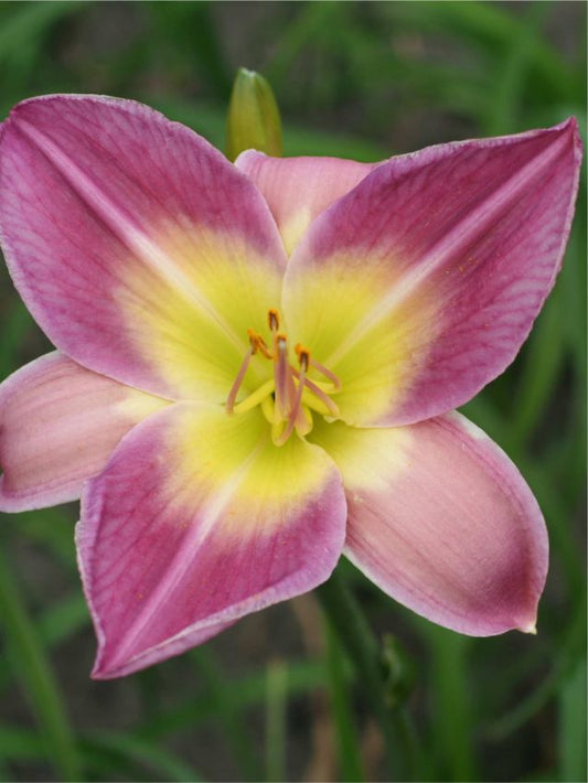 Taglilien Hemerocallis nile crane