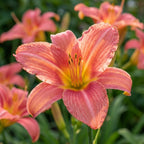 Taglilie 'Pink Damask' - 4 Stück - LumiBlumi