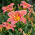 Taglilie 'Pink Damask' - 4 Stück - LumiBlumi