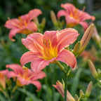 Taglilie 'Pink Damask' - 4 Stück - LumiBlumi