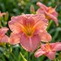 Taglilie 'Pretty Fancy' - 5 Stück - LumiBlumi
