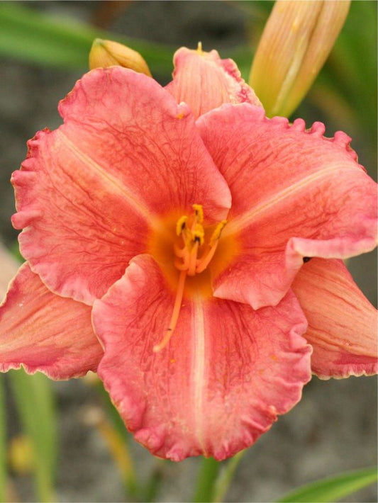 Taglilien Hemerocallis pretty fancy