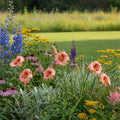 Hemerocallis 'Ribbon Candy' - Taglilie