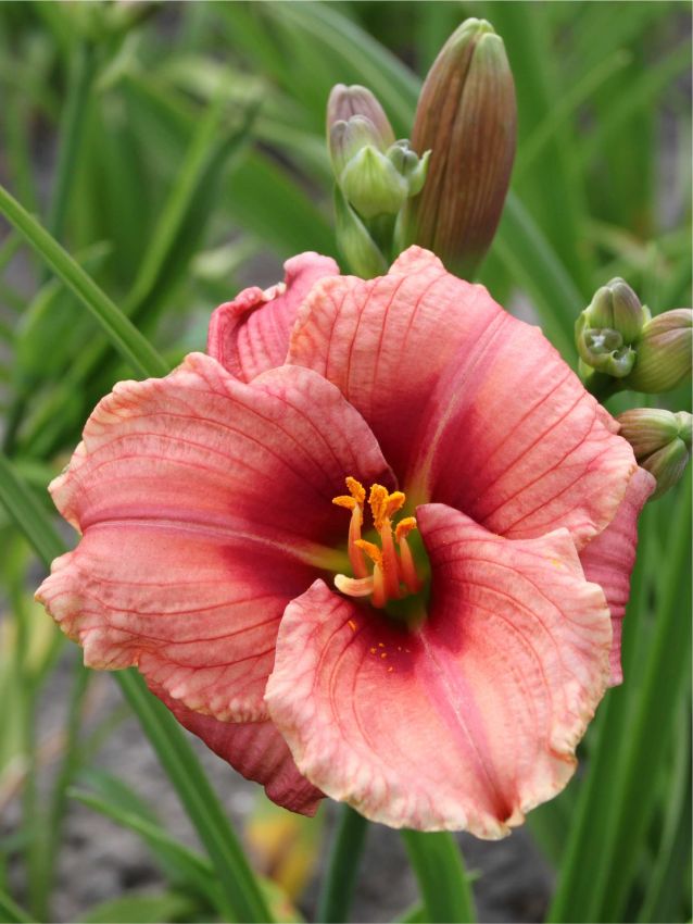Taglilien Hemerocallis ribbon candy