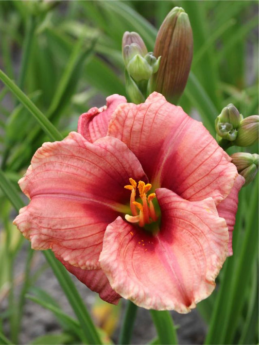 Taglilien Hemerocallis ribbon candy