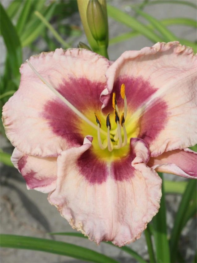 Taglilien Hemerocallis royal braid