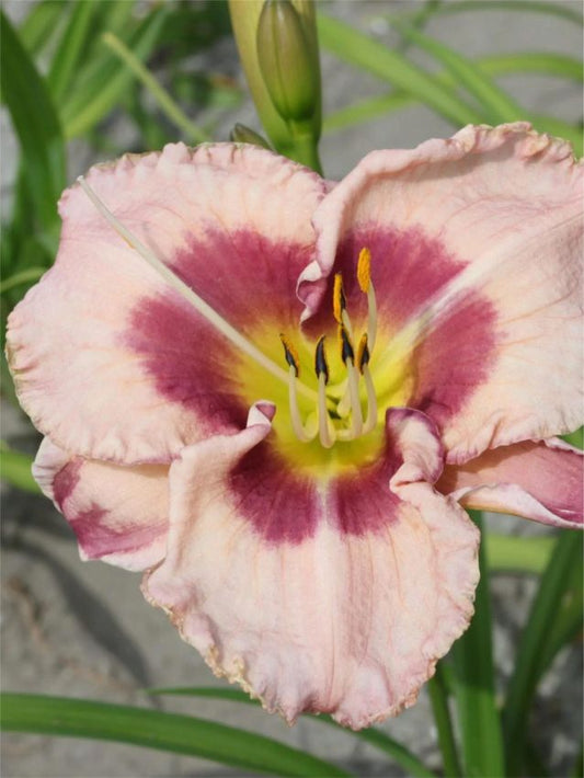 Taglilien Hemerocallis royal braid