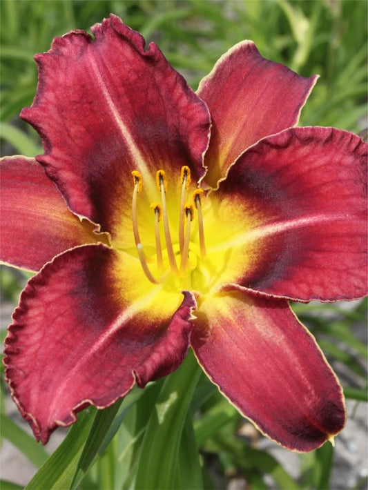 Taglilien Hemerocallis royal thornbird