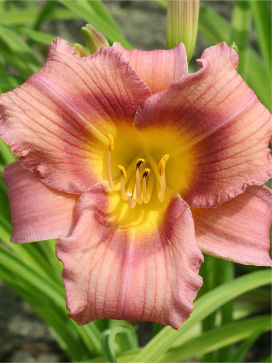 Taglilien Hemerocallis schoppinger anfang