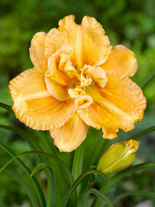 Taglilien Hemerocallis smugglers gold