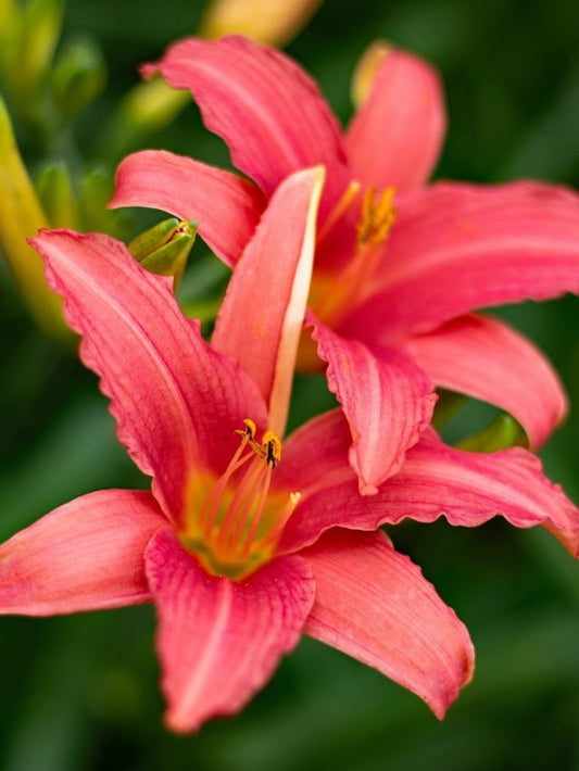 Taglilien Hemerocallis pink damask