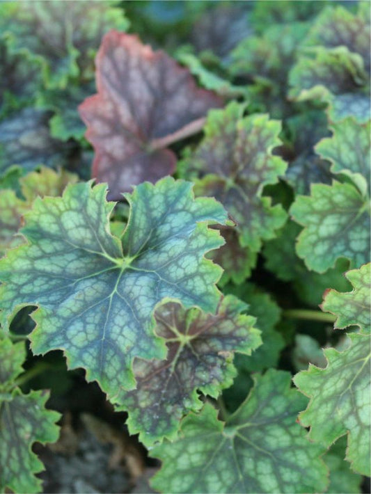 Purpurglöckchen Heuchera marvelous marble americana