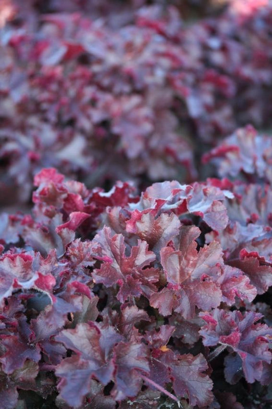 Purpurglöckchen Heuchera melting fire americana