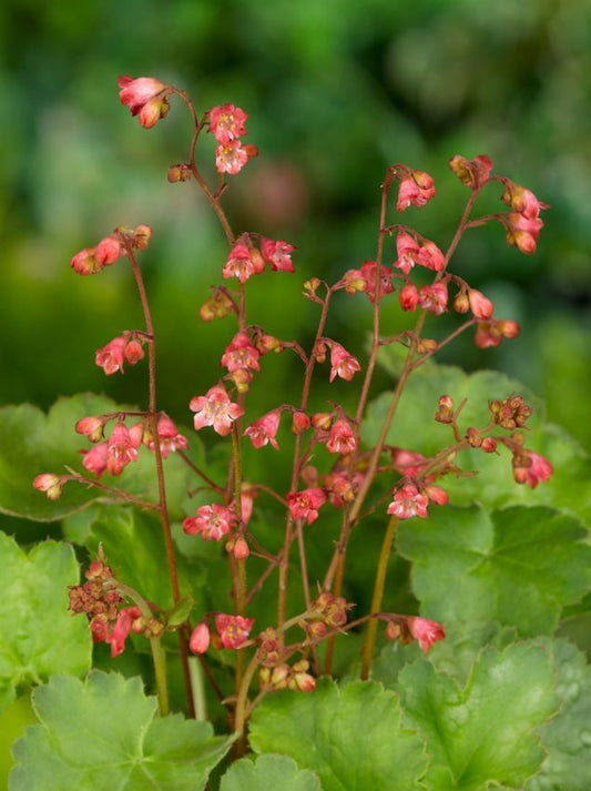 Purpurglöckchen Heuchera pluie de feu brizoides