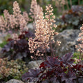 Purpurglöckchen 'Palace Purple Micrantha' - 5 Stück