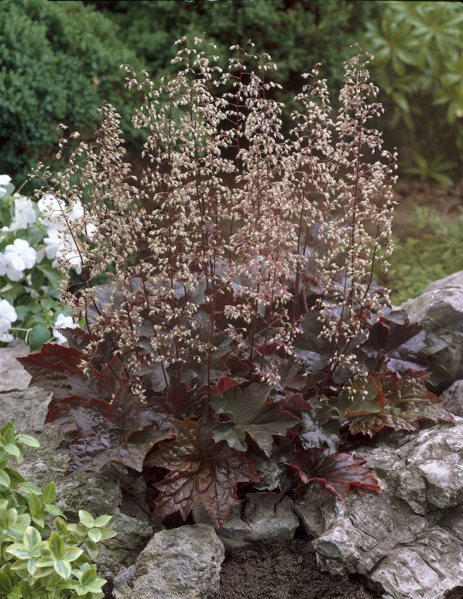 Purpurglöckchen Heuchera palace purple micrantha