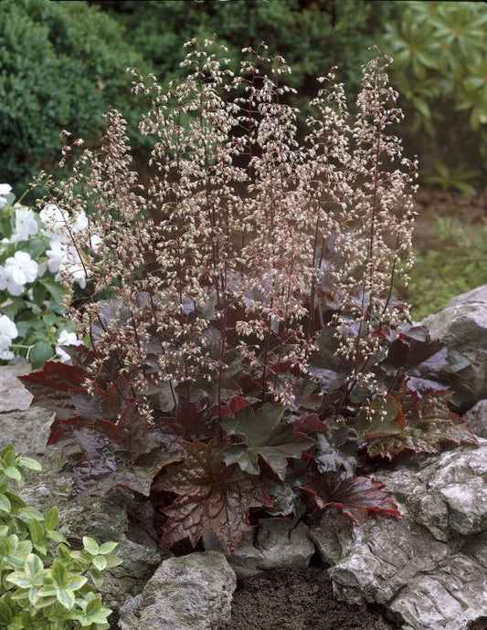 Purpurglöckchen Heuchera palace purple micrantha