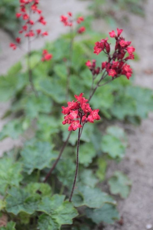 Purpurglöckchen Heuchera coral forest sanguinea