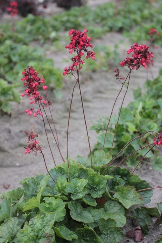 Purpurglöckchen Heuchera leuchtkafer sanguinea