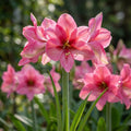 Amaryllis 'Pink Panther' - Ritterstern, Amaryllis