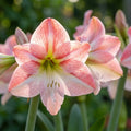 Amaryllis 'Strong King' - Ritterstern, Amaryllis