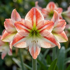 Ritterstern (Amaryllis) 'Ambiance' - 1 Stück