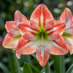 Ritterstern (Amaryllis) 'Ambiance' - 1 Stück