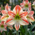 Ritterstern (Amaryllis) 'Ambiance' - 1 Stück
