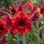 Ritterstern (Amaryllis) 'Benfica' - 1 Stück - LumiBlumi