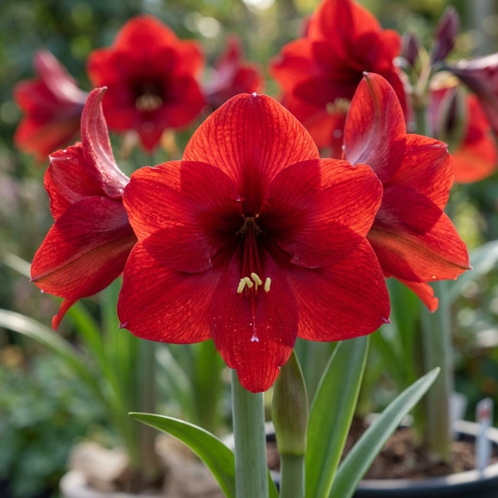 Ritterstern (Amaryllis) 'Benfica' - 1 Stück - LumiBlumi