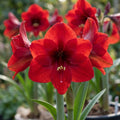 Ritterstern (Amaryllis) 'Benfica' - 1 Stück - LumiBlumi