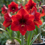 Ritterstern (Amaryllis) 'Benfica' - 1 Stück - LumiBlumi