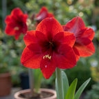 Ritterstern (Amaryllis) 'Benfica' - 1 Stück - LumiBlumi