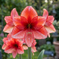 Ritterstern (Amaryllis) 'Charisma' - 1 Stück - LumiBlumi