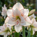 Ritterstern (Amaryllis) 'Elvas' - 1 Stück - LumiBlumi