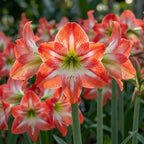 Hippeastrum 'Minerva Gestreift' - Rittersterne
