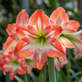 Hippeastrum 'Minerva Gestreift' - Rittersterne