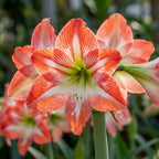 Hippeastrum 'Minerva Gestreift' - Rittersterne