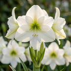 Rittersterne 'Mont Blanc' - 3 Stück - LumiBlumi