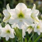 Rittersterne 'Mont Blanc' - 3 Stück - LumiBlumi