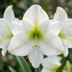 Rittersterne 'Mont Blanc' - 3 Stück - LumiBlumi