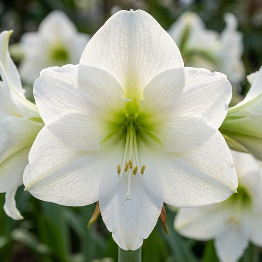 Rittersterne 'Mont Blanc' - 3 Stück